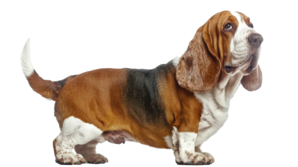 Hound looking back in a bright, clipped environment