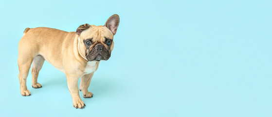 Cute French bulldog on blue background