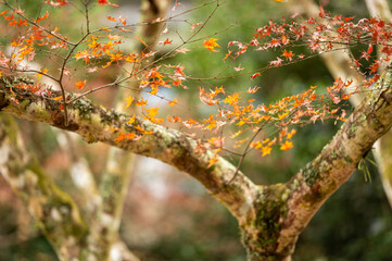 Delicate Autumn Leaves on Tree Branches