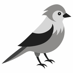 Beauty of Gray Jay High-Quality Vector Illustration