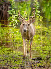 male deer in walking through the marshy woods