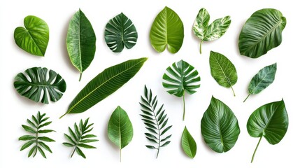 Lush Green Leaves Collection on White Background: Vibrant, Detailed, and Cinematic Botanical Composition