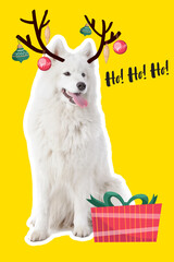 Cute Samoyed dog on white background