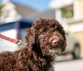 Young chocolate golden chocolate goldendoodle with curly fur.