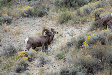 Kamloops, British Columbia nature adventure 