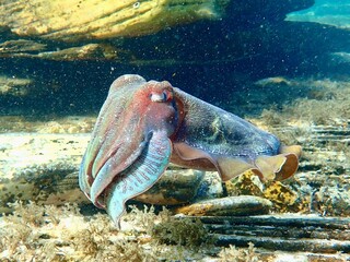 Australian giant cuttlefish in Whyalla 