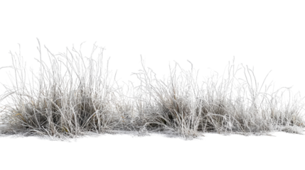 grass with hoarfrost on a transparent background