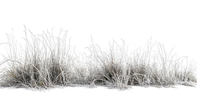 grass with hoarfrost on a transparent background - Powered by Adobe