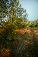 Fototapeta premium Forest at golden hour in morning lights . Sunrise over the trees and field . Orange trees , autumn beautiful landscape , trees in the lights of the sun .Sunny morning . Warm colors , aesatic lands . 