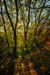Fototapeta premium Forest at golden hour in morning lights . Sunrise over the trees and field . Orange trees , autumn beautiful landscape , trees in the lights of the sun .Sunny morning . Warm colors , aesatic lands . 