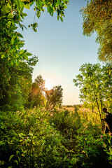 Autumn forest in orange and green colors at the morning . Woodlands shot with wide angle lense . Beautiful trees , mystery sunrise with sunlights through the leaves , yellow grass. Warm tempreture.