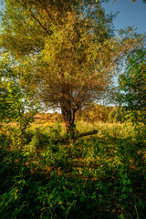 Naklejka premium Autumn forest in orange and green colors at the morning . Woodlands shot with wide angle lense . Beautiful trees , mystery sunrise with sunlights through the leaves , yellow grass. Warm tempreture.