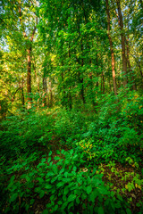 Autumn forest in orange and green colors at the morning . Woodlands shot with wide angle lense . Beautiful trees , mystery sunrise with sunlights through the leaves , yellow grass. Warm tempreture.