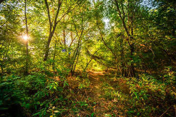 Autumn forest in orange and green colors at the morning . Woodlands shot with wide angle lense . Beautiful trees , mystery sunrise with sunlights through the leaves , yellow grass. Warm tempreture.