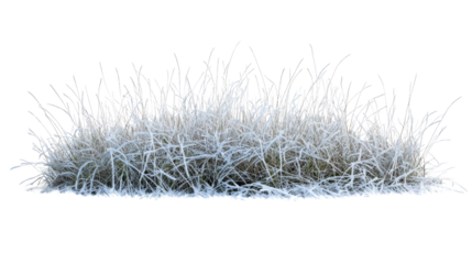 grass with hoarfrost on a transparent background