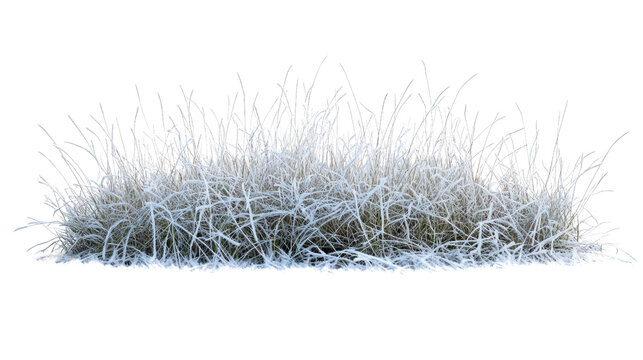 grass with hoarfrost on a transparent background
