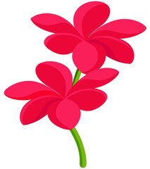 Tropical flowers. Two Plumeria. Red. 