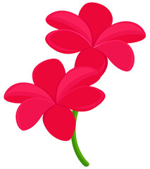 Tropical flowers. Two Plumeria. Red. 