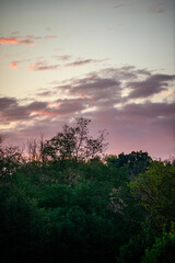 Fototapeta premium Sunlights in the forest at morning , mystery oak trees . Old trees with green and orange leaves .Autumn colors,green trees .Woodlands at summer morning . Summer beauty .Oak tree with mystery branches