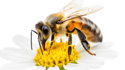 bee on transparent background