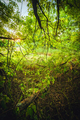 Obraz premium Sunlights in the forest at morning , mystery oak trees . Old trees with green and orange leaves .Autumn colors,green trees .Woodlands at summer morning . Summer beauty .Oak tree with mystery branches