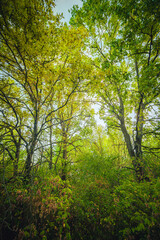Fototapeta premium Sunlights in the forest at morning , mystery oak trees . Old trees with green and orange leaves .Autumn colors,green trees .Woodlands at summer morning . Summer beauty .Oak tree with mystery branches