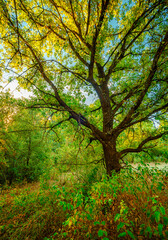 Obraz premium Oak trees in forest at summer morning . Autumn colors , Yellow trees with orange leaves. Sunrise over the forest . Beautiful sun,morning in wild nature , blue sky with clouds .Landscape in oak forest.
