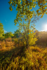 Fototapeta premium Oak trees in forest at summer morning . Autumn colors , Yellow trees with orange leaves. Sunrise over the forest . Beautiful sun,morning in wild nature , blue sky with clouds .Landscape in oak forest.