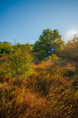 Oak trees in forest at summer morning . Autumn colors , Yellow trees with orange leaves. Sunrise over the forest . Beautiful sun,morning in wild nature , blue sky with clouds .Landscape in oak forest.