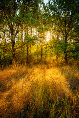 Golden sunrise in the forest , morning autumn time . Beautiful landscape with trees . Woodlands in orange colors . Sunrise over the forest . Green grass and leaves , blue sky . Autumn nature 