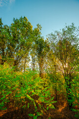 Golden sunrise in the forest , morning autumn time . Beautiful landscape with trees . Woodlands in orange colors . Sunrise over the forest . Green grass and leaves , blue sky . Autumn nature 