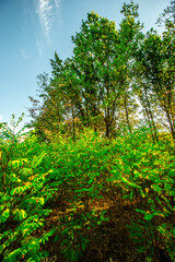 Golden sunrise in the forest , morning autumn time . Beautiful landscape with trees . Woodlands in orange colors . Sunrise over the forest . Green grass and leaves , blue sky . Autumn nature 