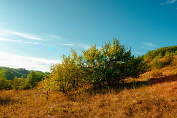 Golden sunrise in the forest , morning autumn time . Beautiful landscape with trees . Woodlands in orange colors . Sunrise over the forest . Green grass and leaves , blue sky . Autumn nature 