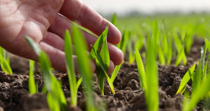 green sprouts of frost-resistant wheat, close-up of green sprouts of winter wheat in a field in sunny spring weather