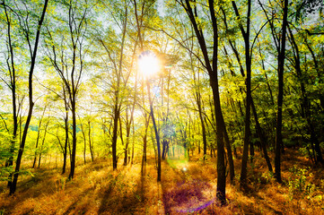 Golden sunrise in the forest , morning autumn time . Beautiful landscape with trees . Woodlands in orange colors . Sunrise over the forest . Green grass and leaves , blue sky . Autumn nature 