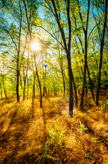 Fototapeta premium Golden sunrise in the forest , morning autumn time . Beautiful landscape with trees . Woodlands in orange colors . Sunrise over the forest . Green grass and leaves , blue sky . Autumn nature 