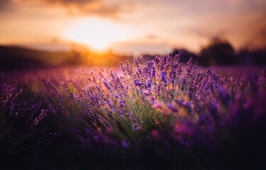 Fototapeta premium A field of purple flowers illuminated by the setting sun.