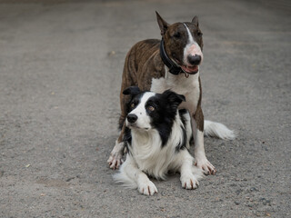 Two dogs are hugging on a walk. Border collie and bull terrier. 