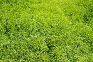 Green fresh dill in the garden. Natural background. Top view.