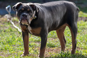 Obraz premium An old adult male American pit bull terrier with black and brown fur. There's grey around the mouth of the guard dog. The animal is standing in a field of green grass. The muscular dog is grumpy.