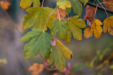 Various orange, red, yellow, and green colored maple leaves hanging from a tree. The foliage naturally turns to autumn foliage colors at a park during the Fall season. Some have dark spots.