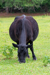 A black cow grazing. The large bull is standing on a lush green grassy field of a farm. The animal is chewing and its mouth is twisted. The strong ranch animal is standing with its head down eating.