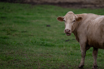 A large tan colored poll bullock. The adult cow is standing in a lush green field of grass. The...