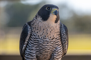 A closeup of an adult peregrine falcon bird perched on a branch outside. The wild bird has a curved beak, bluish grey colored feathers with a white belly. The bird has a black head, and stripes.