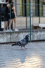 bird on a fence