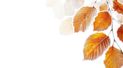 leaves with frost on a transparent background