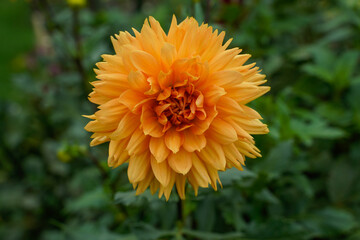 Noordwijks Glorie Dinnerplate dahlia flower. Beautiful, multi-layer, orange dahlia flower.