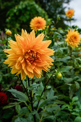 Noordwijks Glorie Dinnerplate dahlia flowers in an outdoor garden space. Beautiful, multi-layer, orange dahlia flowers.