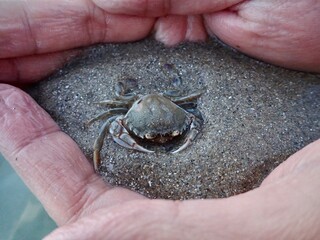 crab in hand