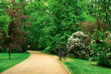 View of beautiful park with alley and green trees
